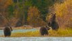 Grizzly Bears Get A Chance For A Comeback