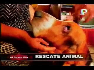 Rescate animal: Ángeles de esperanza “solo para mascotas”