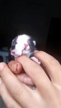 Ce chat a 2 visages sur la tête