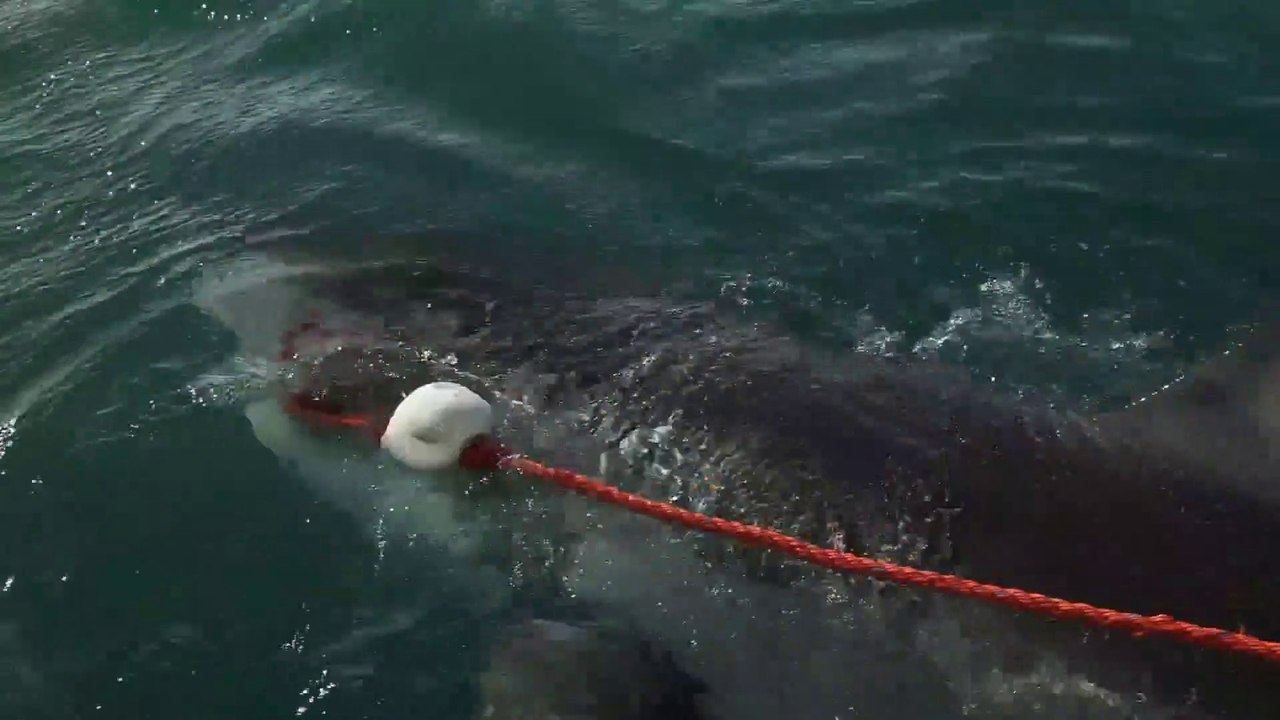 Ils ont un très gros poisson au bout de la ligne... Grand requin blanc