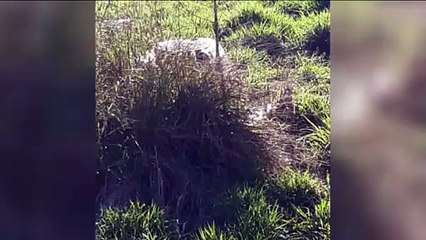 Grande volume de esgoto vaza desde ontem em tubulação no Parque dos Ipês