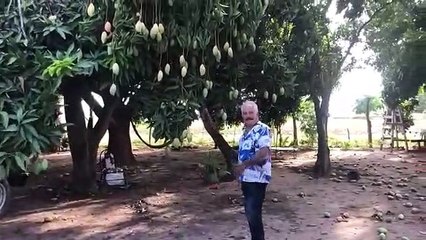 ¿Como Robin Hood? Diputado de Sinaloa ‘roba’ mangos para dárselos a familias necesitadas