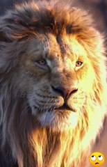 Lion kings || lion cub trying to roar | lion cub sounds