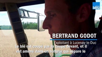 La moisson des blés a commencé en Côte-d'Or