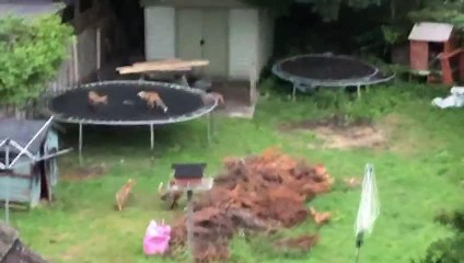 Fox Family Plays in the Garden