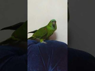 Parrot Sings Popular Song They Learned From Television Show