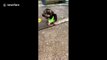 Cracking up! Incredibly cute little puppy gets stuck in tiny crack