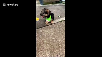 Cracking up! Incredibly cute little puppy gets stuck in tiny crack