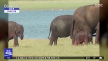 [이슈톡] 1%의 확률…쌍둥이 코끼리 포착