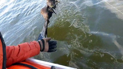 Saving a Falcon Trapped in a River