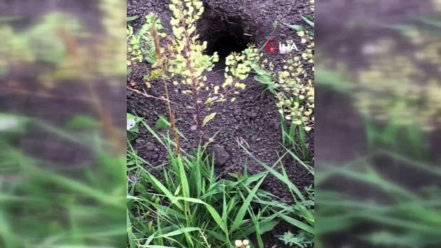 Ardahan’da nesli tükenmekte olan alaca sansar görüldü