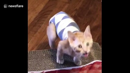Texas kitten wears sweater and appears to be giving impassioned speech