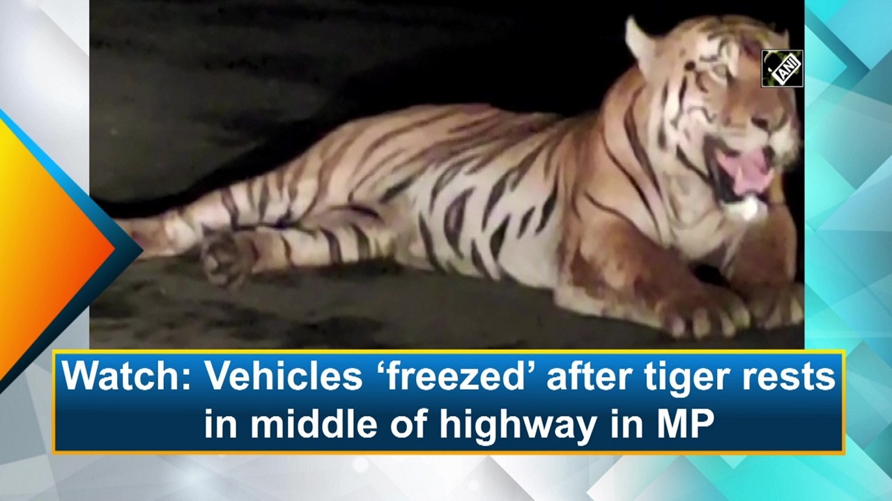 Vehicles ‘freeze’ after tiger rests in middle of highway in Madhya Pradesh