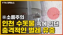 [자막뉴스] 벌레 유충이 '둥둥'...비상 걸린 인천 수돗물 / YTN