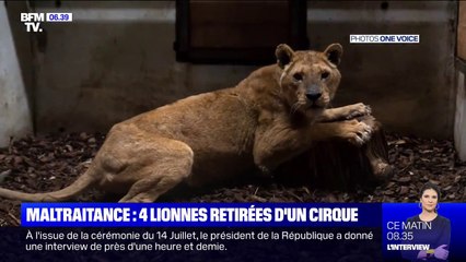 4 lionnes faméliques et blessées saisies dans un cirque pour maltraitance
