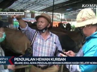 Sapi  Rp 65 juta?  Sebesar Apa?