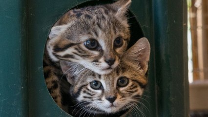 Crías del felino más letal del mundo prueban carne por primera vez