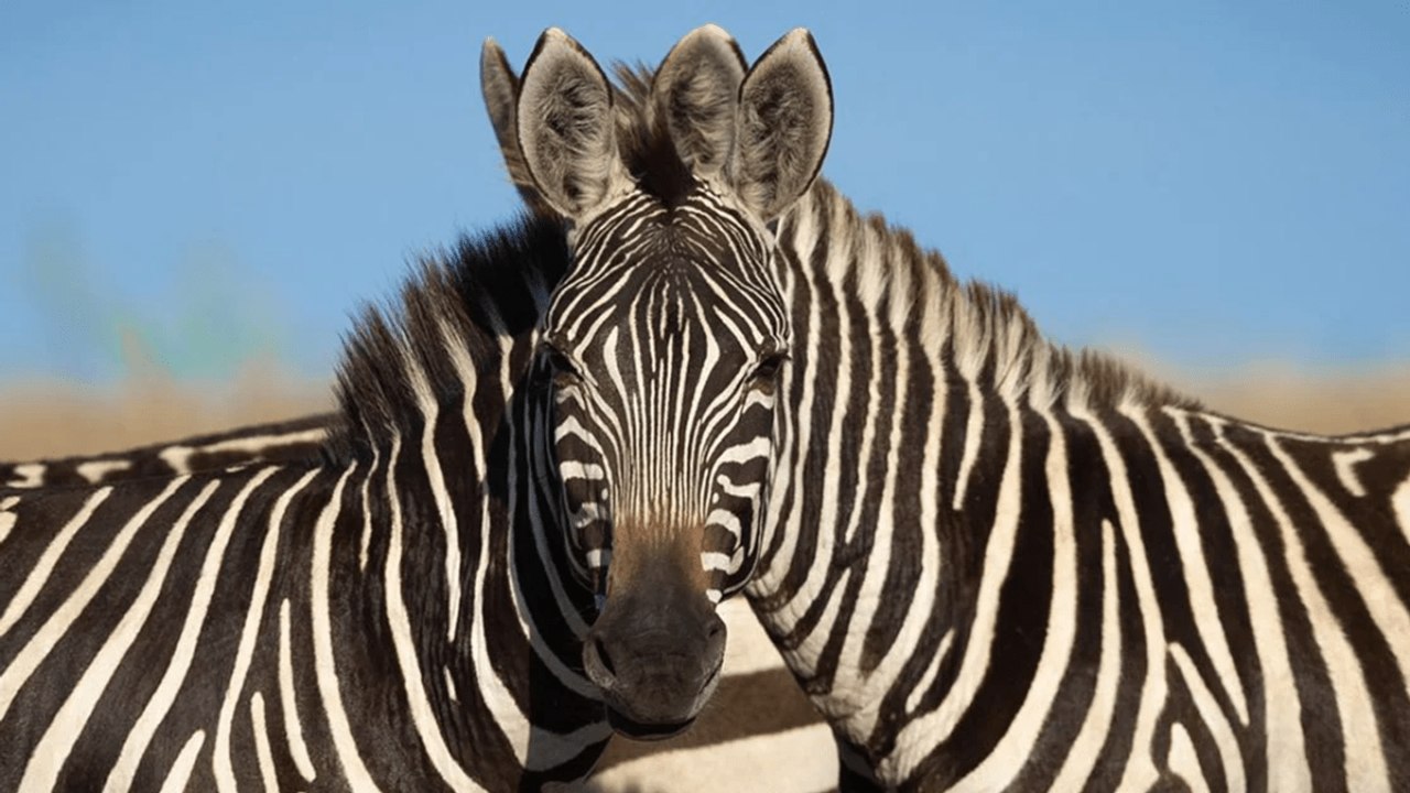 Illusion  d’optique :  La photo de ces  zèbres va vous  retourner  le cerveau