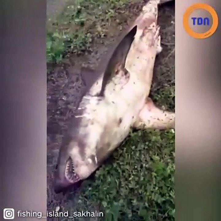 Ce requin de 100 kilos pêché en Russie est impr...