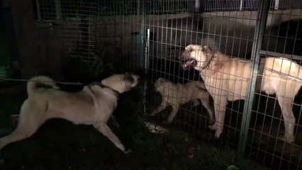KUCUK KANGALIN BUYUK CESARETi - VERY ANGRY KANGAL DOG PUIPPY