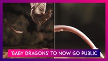 'Baby Dragons' in Slovenian Cave To Now Go Public! Know More About The Protected Eel-Like Species