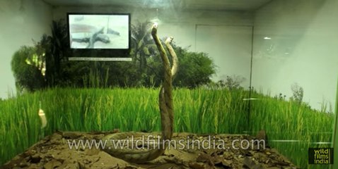 Guindy Snake Park - India’s first reptile park in Chennai