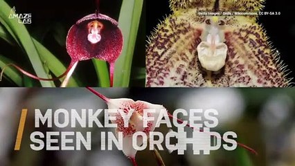 Rare Orchids Look Just Like Monkey Faces