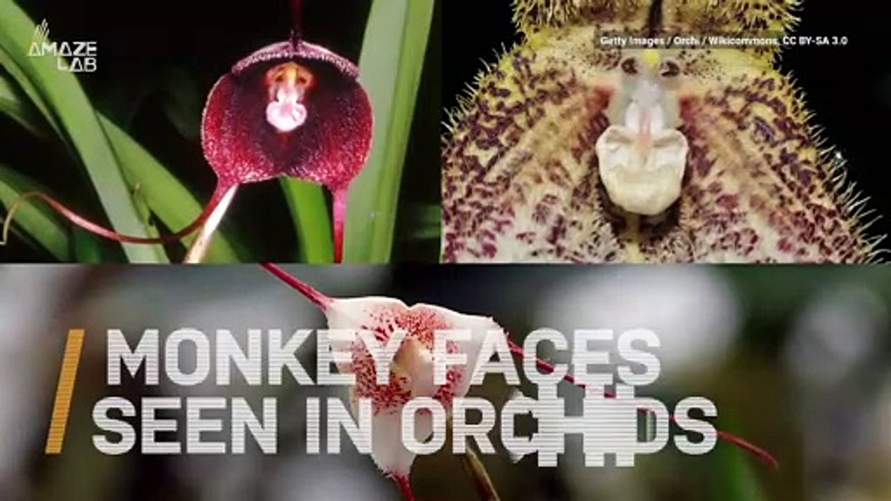 Rare Orchids Look Just Like Monkey Faces