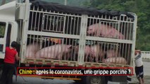 Chine : après le coronavirus, une grippe porcine ?