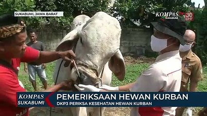 DKP3 Periksa Kesehatan Hewan Kurban