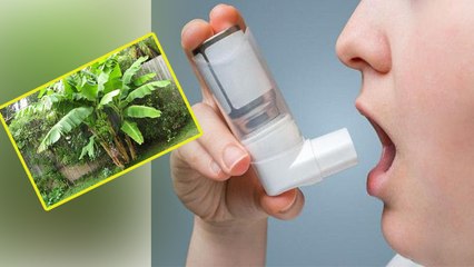 अस्थमा का रामबाढ़ इलाज है केले की जड़ । Asthma Herbal Treatment । Boldsky