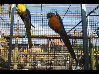 Parrots at the Parrot Zoo, Friskney, near Skegness, Lincolnshire, England UK