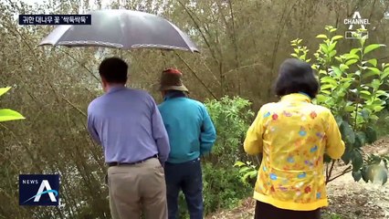 평생 한 번 만날 대나무 꽃…구경꾼들 꽃 꺾는 모습 ‘눈살’