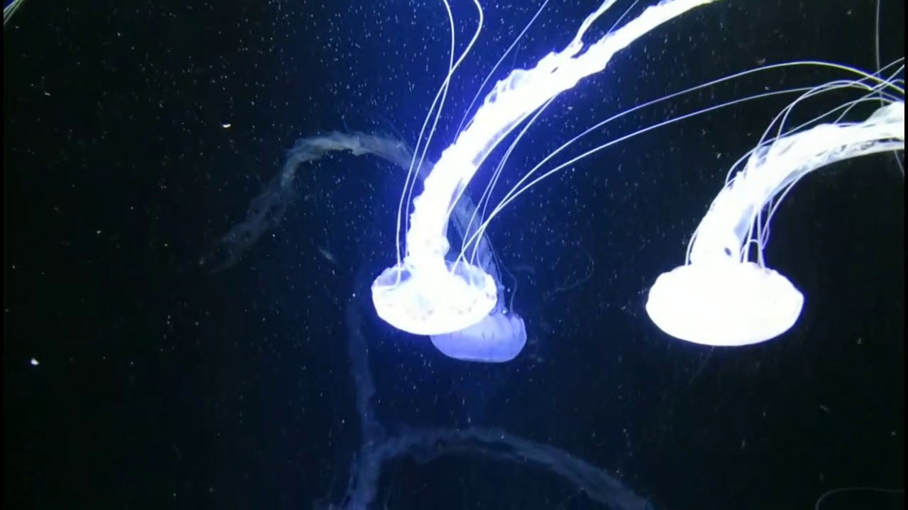 Rare jellyfish in aquarium ||belas criaturas marinhas raras||Dailymotion video,2020 new video