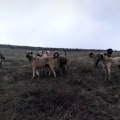 KANGAL ve ANADOLU COBAN KOPEKLERi ARENASI - KANGAL DOG and SHEPHERD DOG ARENA