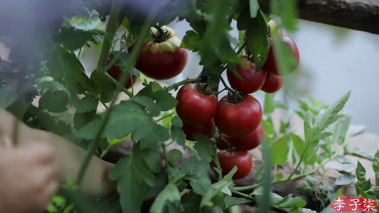 The life of tomato~番茄………的一生？by Z videos