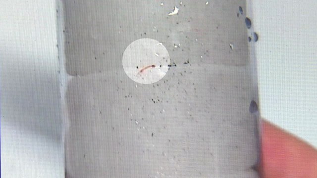 인천 수돗물 유충 원인, 정수장 여과지 추정...민원 급증 / YTN