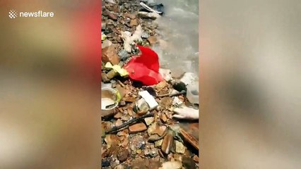 Thousands of pig feet mysteriously wash up on Chinese beach