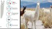 COVID-19 : Coronavirus ను మట్టుబెట్టే యాంటీబాడీస్ Llamas జంతువుల్లో.. తేల్చేసిన అధ్యయనం! || Oneindia