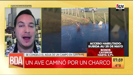 Un chajá aprovechó para patinar sobre hielo
