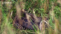 UK wildlife photographer captures footage of rare snake