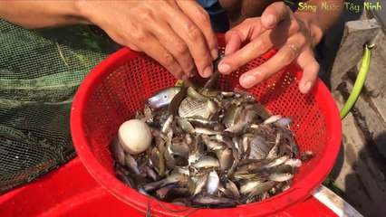Trút dớn cá ở sông quê -  Catch fish in the countryside river