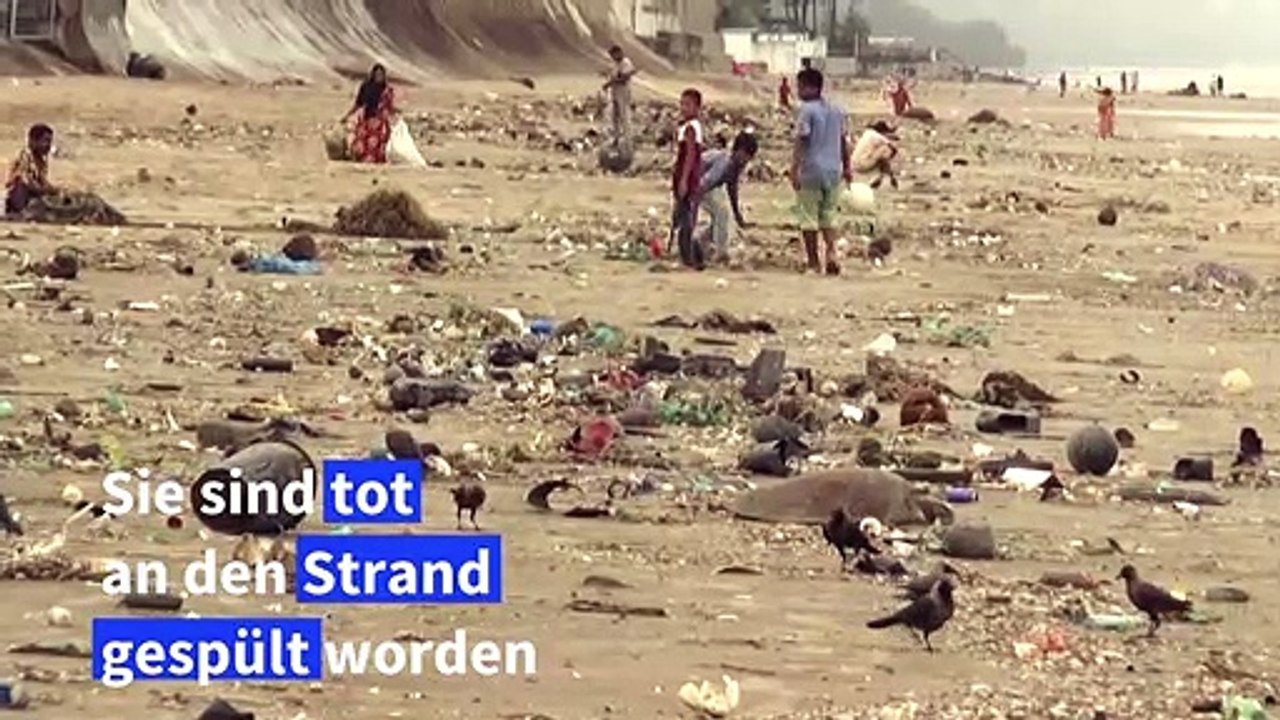 160 in Plastikmüll verfangene Meeresschildkröten in Bangladesch gerettet