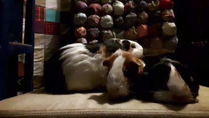 CAVIA PORCELLUS TURMERIC MONA PARSLEY 20190816_130640