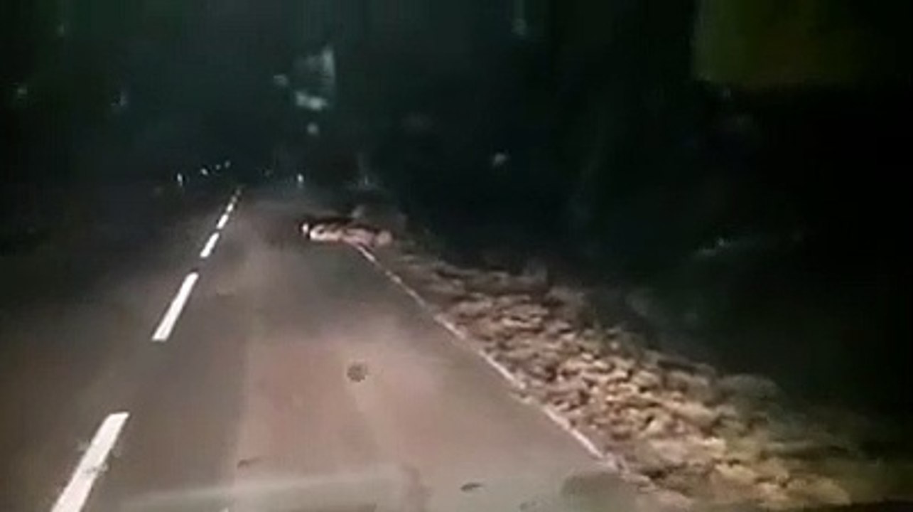 "Ajuntamento" de javalis em estrada de Mértola (Beja) surpreende os condutores