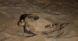 Var : une tortue marine vient pondre ses oeufs sur une plage de Fréjus, un événement rarissime