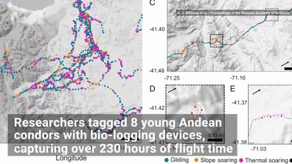 Andean Condor Can Fly 100 Miles Without Flapping its Wings