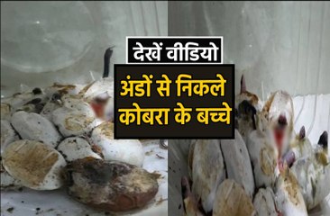 video story : एक महीने बाद अंडों से निकले कोबरा के बच्चे