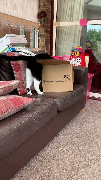 Mo and the Box