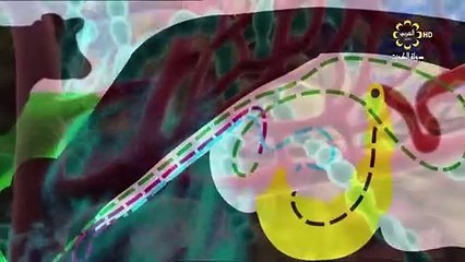 اعلان عن 30 حقلة من الاعجاز العلمي في القران